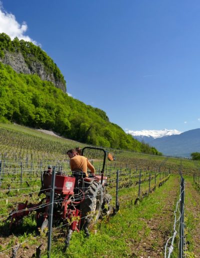 travail des interceps domaine Saint-Germain vigneron bio en Savoie