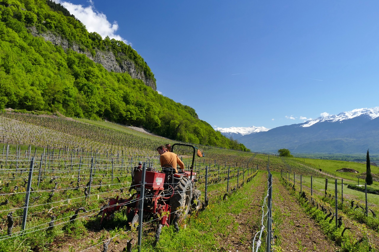 travail des interceps domaine Saint-Germain vigneron bio en Savoie