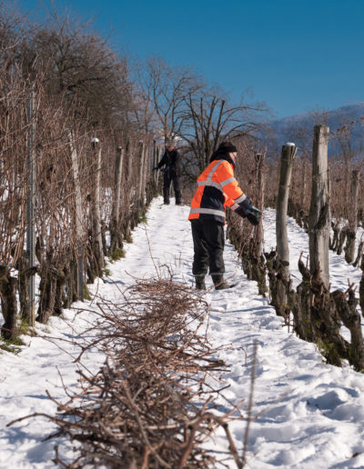 Domaine Saint-Germain, vins bio en Savoie, taille de la vigne en hiver