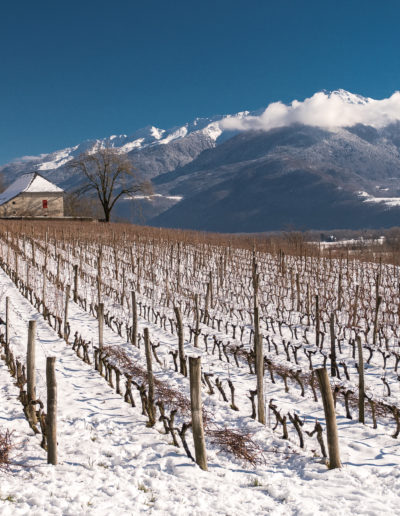 Domaine Saint-Germain, vins bio en Savoie, taille de la vigne en hiver