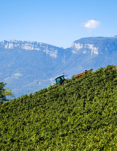 Domaine Saint-Germain, vignoble bio de forte pente en Savoie : vendange des Chignin Bergeron à Montmélian (73)